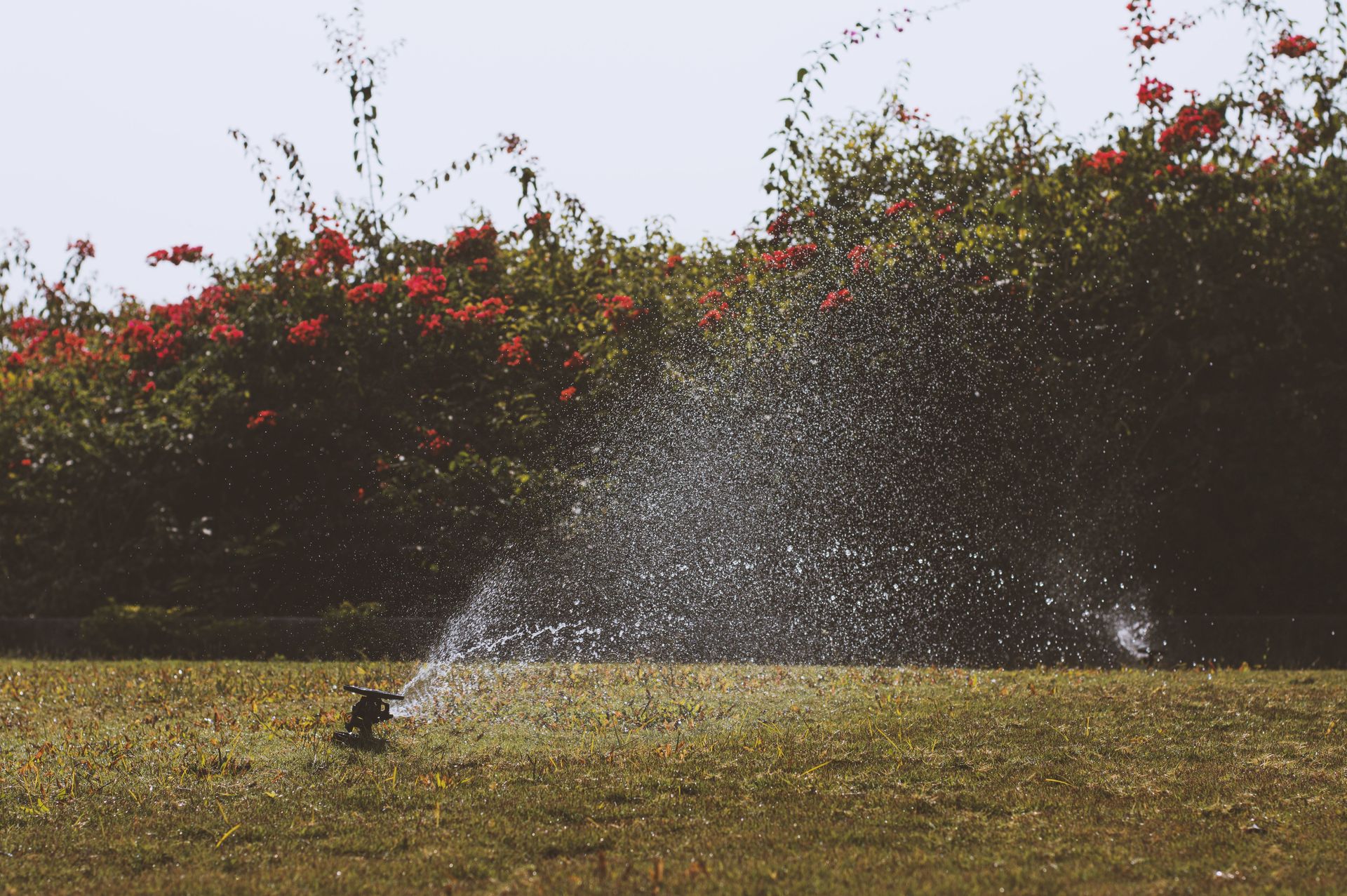 Water sprinkler irrigating a green garden with vibrant flowers under a summer sky.
