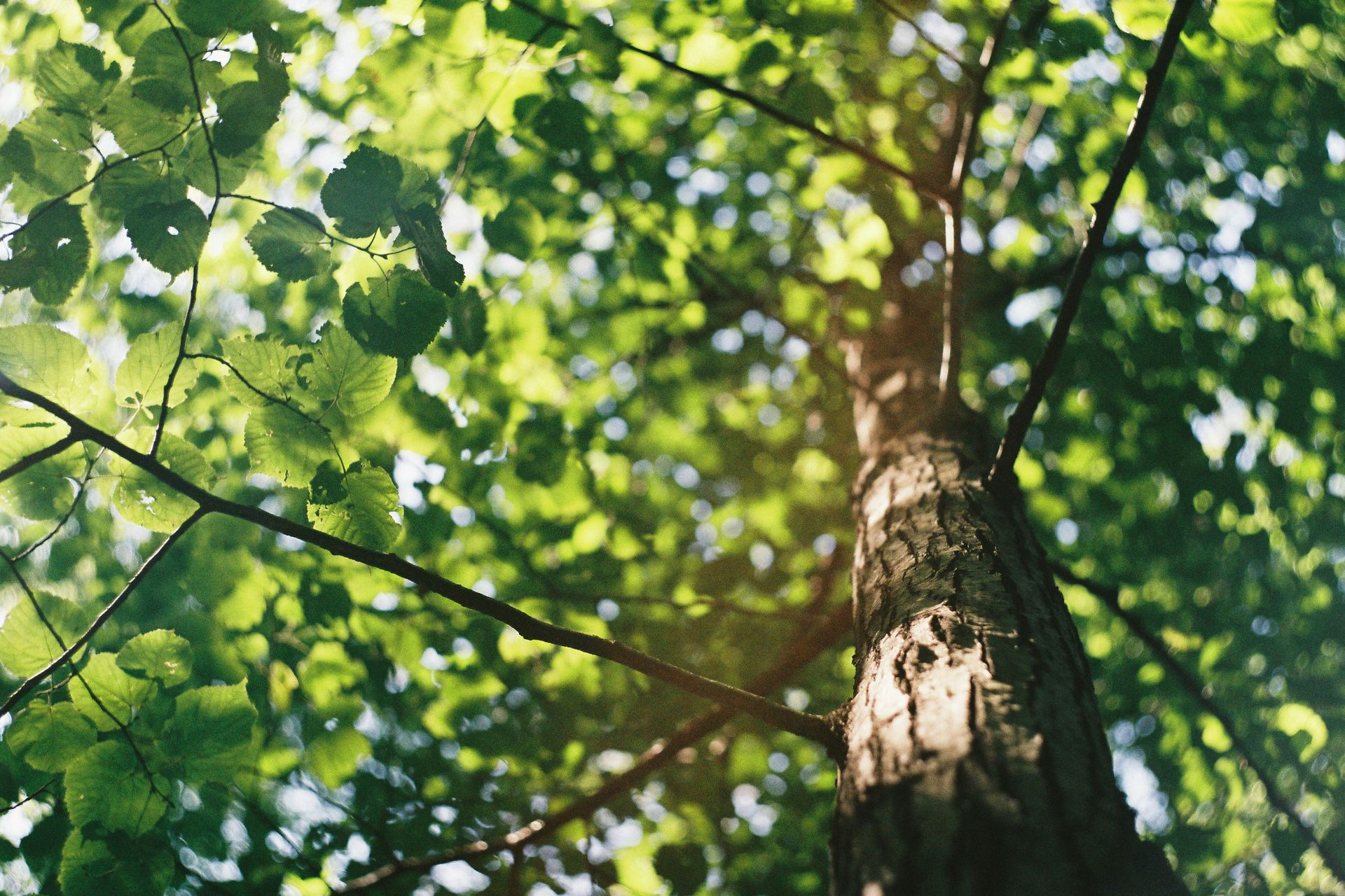 macro shot photography of tree during daytime