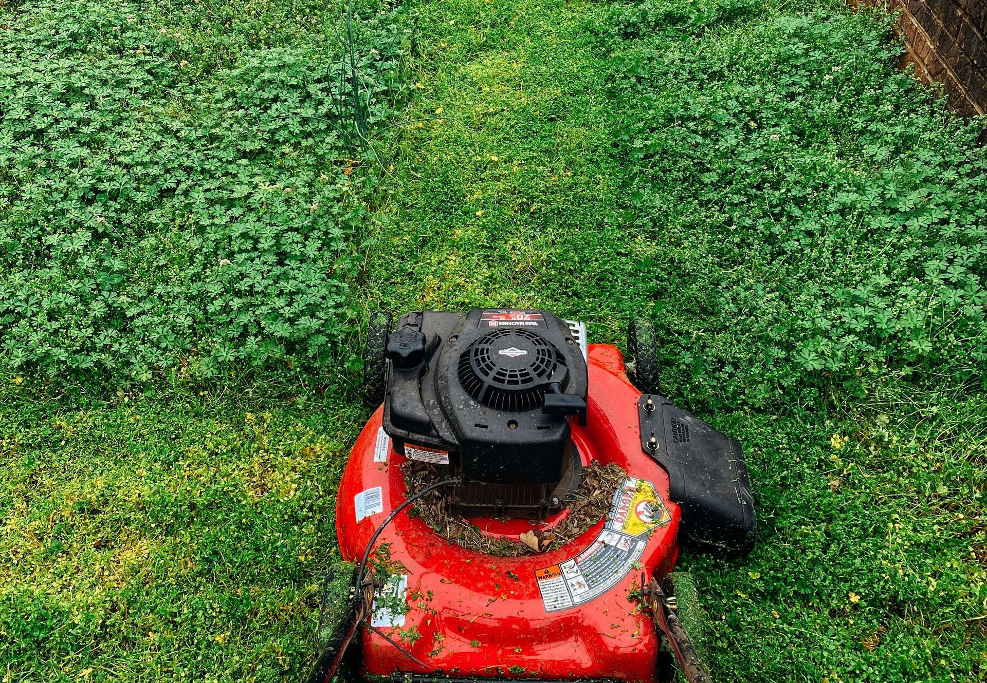 Red lawn mower cutting grass in a green garden with visible cut path. Ideal for gardening themes.