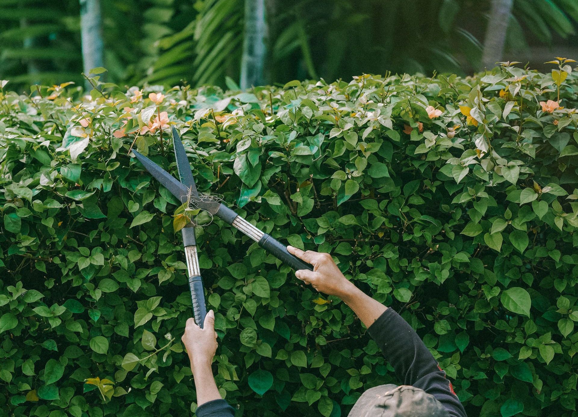 Adult gardener trims green hedge outdoors in Jakarta. Focus on foliage.