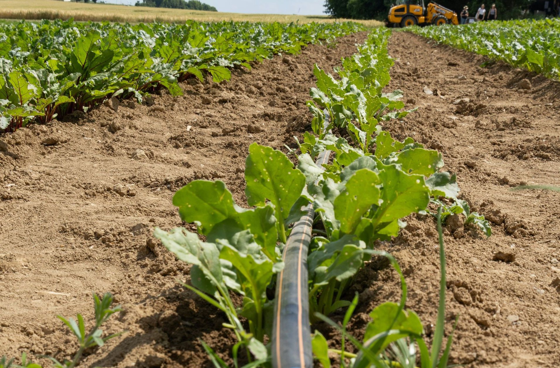 A pipe laying in the middle of a field
