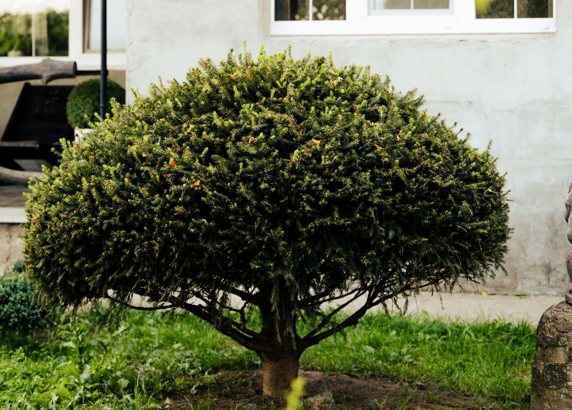 Neatly trimmed bush in front of a house window, surrounded by greenery in a serene outdoor setting.